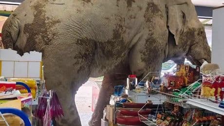 Hungry elephant munches on sweet rice cakes and chicken’s eggs after barging into grocery store in Thailand