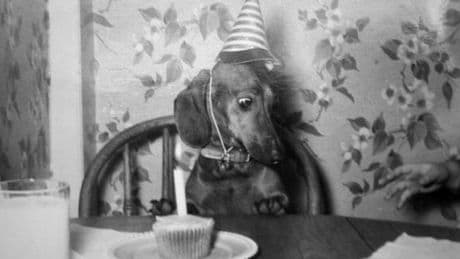 Des anniversaires pour chiens de plus en plus fous : « Google a déjà eu dix téléphones portables en peluche »