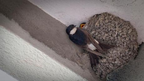 Imperia, un intero condominio fa quadrato: “Nessuno tocchi i nidi delle rondini” | Video