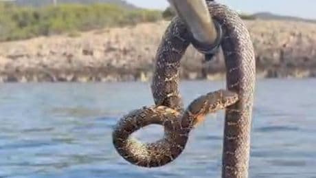 Ibiza snake plague has tourists 'too scared to swim' as 6ft beasts seen in sea