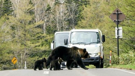 « Kuma chuï » : le Japon réintroduit la chasse aux ours