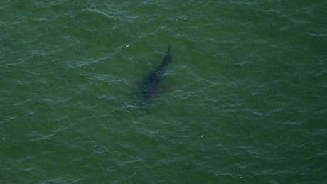 Great White Sharks Are Flocking to the New England Waters of ‘Jaws’