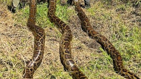 Florida: Biologen holen 20 Tonnen Tigerpythons aus den Everglades