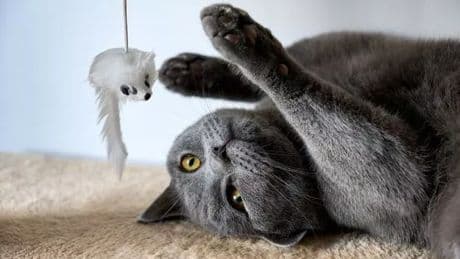 One million cat owners risking £500 fine thanks to recent rule change