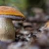 Pilzschwemme in Brandenburg: Regen bringt Boom hervor – und Giftiges