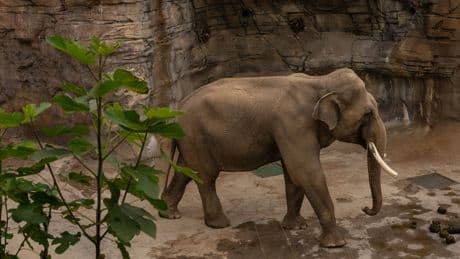 Cher Wants a Better Home for L.A.’s Elephants. Not Tulsa.