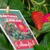 Obstanbau: Bald ist Erdbeerzeit - Gartenbauverband tauft neue Sorte