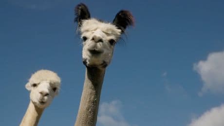 Video - Deshalb ist ihre Wolle so flauschig