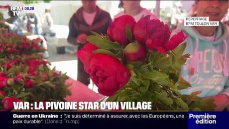 Var: la pivoine, cette fleur star d'un village