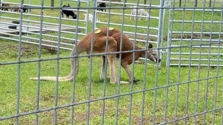 Man 'beaten to death by kangaroo' after trying to 'roughhouse' animal