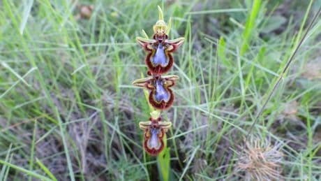 La orquídea abeja en el margen de los caminos del Urgell