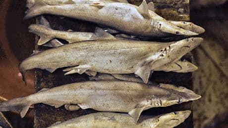 How Microplastics Are Threatening Shark Reproduction
