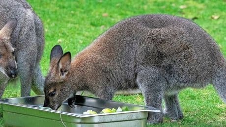 Tiere mit abgerissenen Köpfen: Mysteriöse Todesfälle von Kängurus schocken Solinger Tierpark