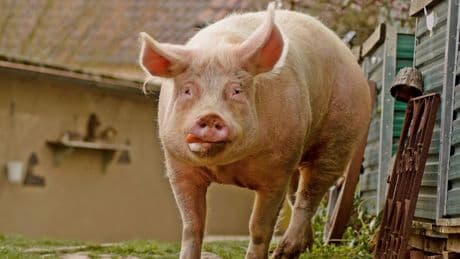 Die fränkische Peppa Wutz: Aus dem Leben eines Glücksschweins