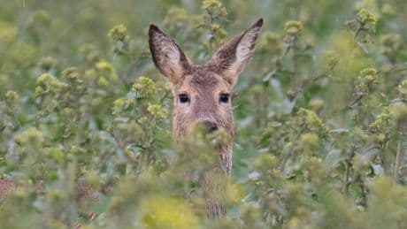 Tier auf Abwegen: Reh verirrt sich in Gartenpool