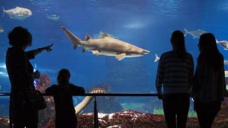 Te invitamos a L'Aquàrium de Barcelona