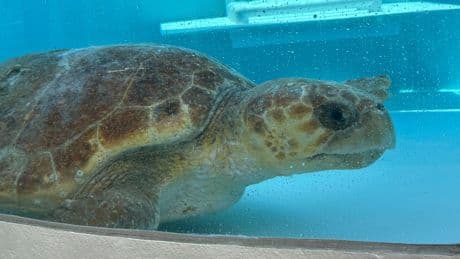Massive loggerhead sea turtle full of eggs returns to ocean after treatment in Florida