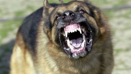 Three German Shepherds launch 'pack attack' as woman left needing plastic surgery