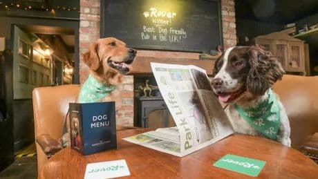 Pub that offers toys and treats to pups named most dog-friendly in Scotland