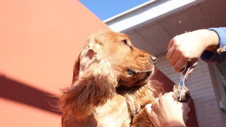 ¿Es bueno rapar el pelo a la mascota cuando llega el calor?