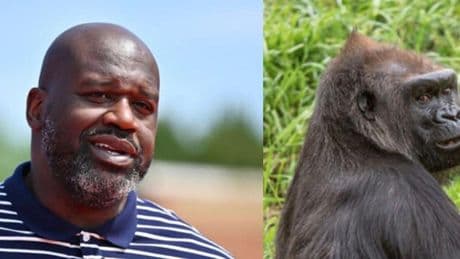 Shaquille O’Neal y el día que se enfrentó a un gorila: “Se volvió loco”