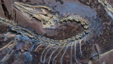 Les nouvelles plumes de l’archéoptéryx