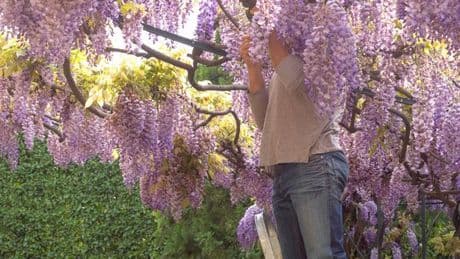 Monty Don names three plants that must be pruned now to 'bear maximum flowers'