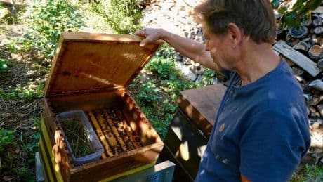 Honig aus dem Garten: Immer mehr Deutsche halten Bienen – doch an dem Boom wächst Kritik