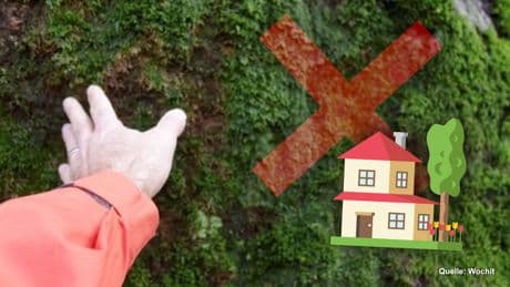 Garten: Ein Getränk aus der Küche hilft effektiv gegen Moos