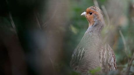 Artenschutz mit Jagdeinsatz: Jäger sehen Erfolg bei Artenschutzprojekt im Erfurter Becken