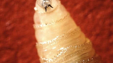 A Rare Flesh-Eating Screwworm Infects U.S. Resident