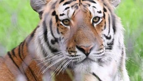 Israel: Tiger tötet Tierpfleger im Biblischem Zoo von Jerusalem