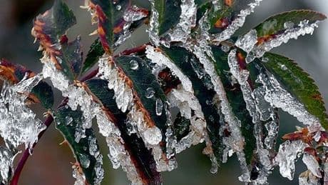 Meteorolojiden zirai don uyarısı