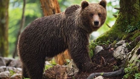 Expert warns of fatal error to avoid during bear attack following terrifying incident