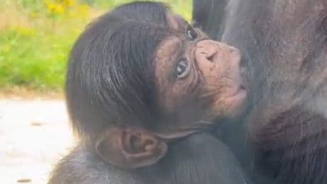 Eindhoven Zoo verwelkomt nieuw jong van ernstig bedreigde soort chimpansee