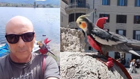 Aldo Orabona, multato a Roma per la pettorina al pappagallo: «Mai maltrattato il mio Pippi Pippi»