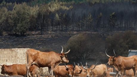 El declive de la ganadería extensiva dificulta la prevención de incendios y la recuperación: "Las fincas pastoreadas reducen los incendios en un 10%"