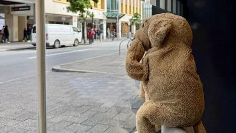 Und ganzes Land fiebert mit - Plüschhund Jack sucht seine Familie