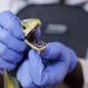 Le sang d’un passionné de serpents utilisé pour développer un antivenin « révolutionnaire »