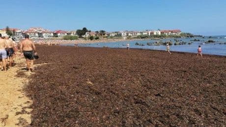 Noja retira 1.620 toneladas de algas en tres días, pero siguen llegando con las mareas