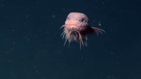 Lächelnder Tiefsee-Bewohner  - Dieser Fisch grinst in 3000 Meter Tiefe