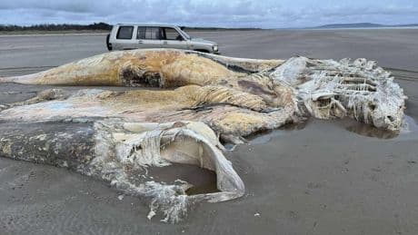 Rätsel am Strand von Wales - Was ist das für eine mysteriöse Kreatur?