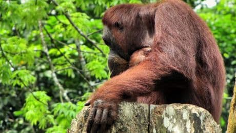 Los orangutanes saben reír y llorar