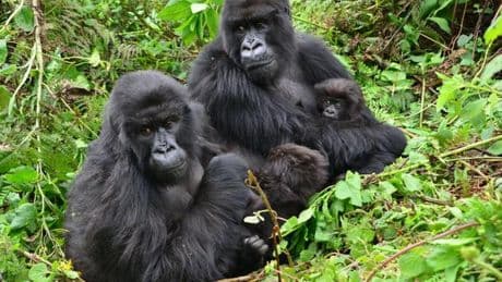 The surprising friendship habit female gorillas share with humans