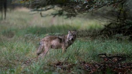 Provincie Utrecht mag bijtende ’probleemwolf’ Bram afschieten van rechter