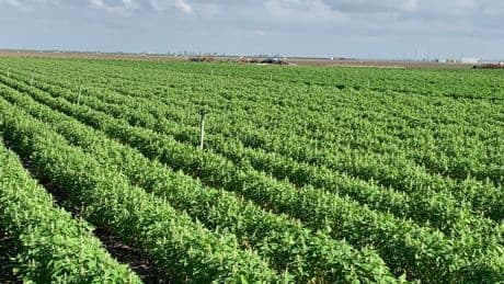 El cultivo de quinoa española se dispara un 136%: estas son las tres claves de su éxito
