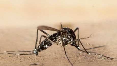Chikungunya-Virus: „Die Bedingungen für lokale Übertragungen sind derzeit günstig“