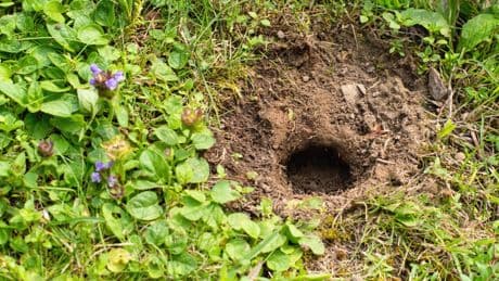 Löcher im Garten: Das könnten die tierischen Verursacher sein