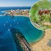 Brits told to 'remain vigilant' as one of world's most invasive ants found in Spanish tourist hotspot