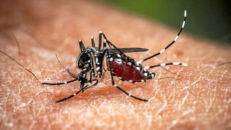 Lutte contre les moustiques : des nuées de mâles stériles larguées sur Brive-la-Gaillarde